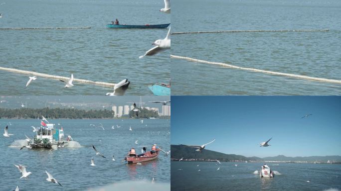 云南昆明滇池高原湖泊污水治理滇池治理海鸥