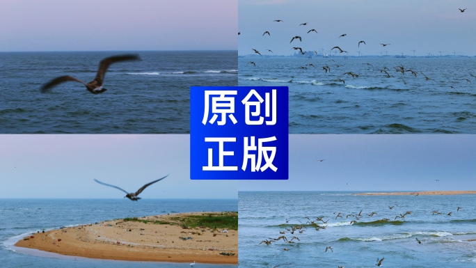 海鸥飞向大海海鸥飞翔