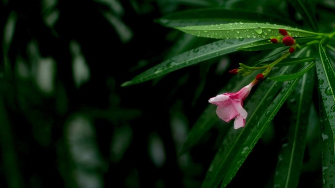 夹竹桃植物在雨季