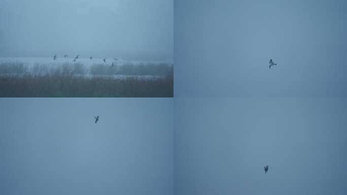 湿地小鸟飞行-高速摄影