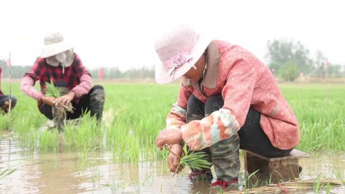 农民插秧水稻种植升格拍摄