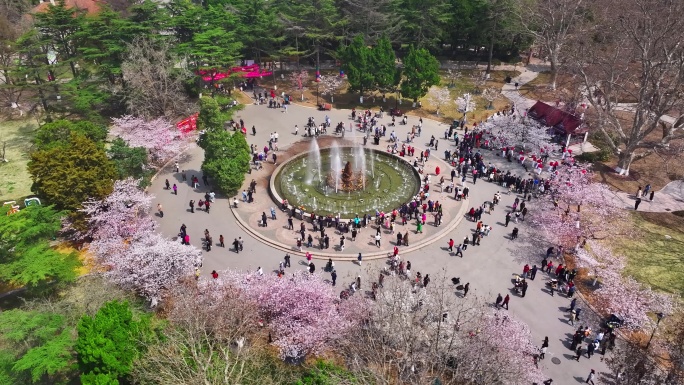 青岛春天青岛中山公园樱花