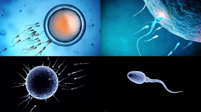 医学受精卵过程4k画质-合集1