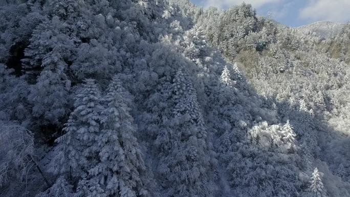 雪后森林