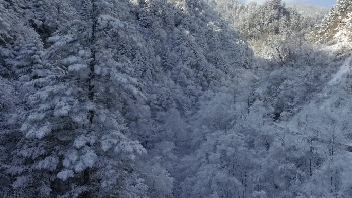 雪后森林