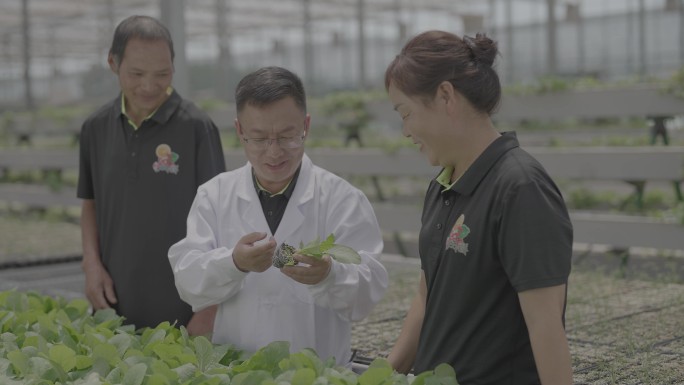 蔬菜大棚 专家和工作人员交流探讨