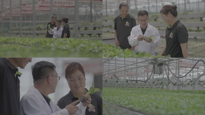 蔬菜大棚 专家和工作人员交流探讨