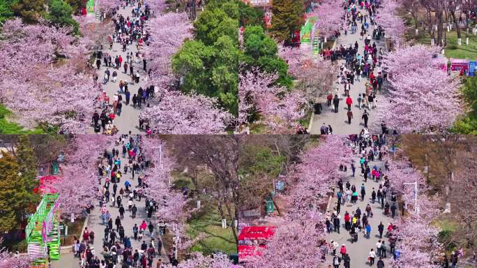 青岛春天青岛中山公园樱花