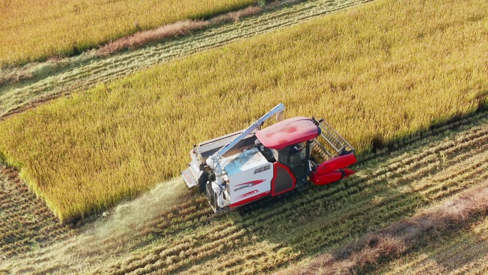 秋天苏州吴中甪直乡村风景与稻田丰收