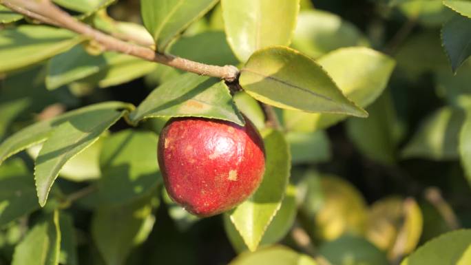 人工采摘油茶果油茶苗培育油茶基地实拍