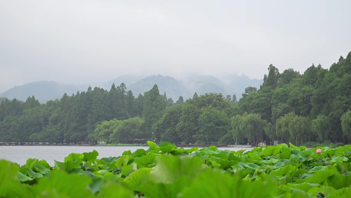 杭州西湖荷花季 最配烟雨西湖