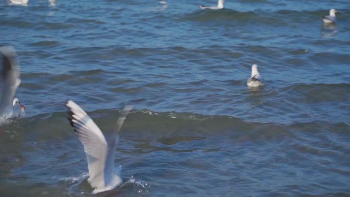 新疆博湖海鸥群