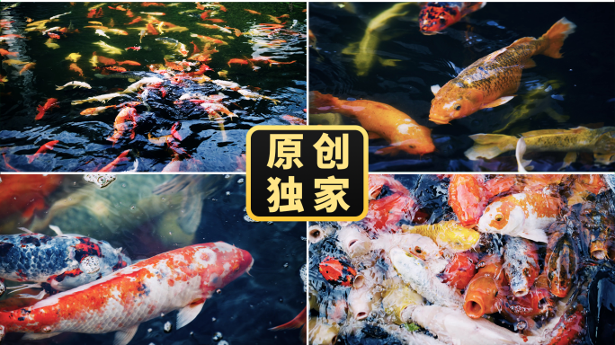 锦鲤金鱼鲤鱼公园鱼塘鱼池鱼群游动观赏鱼