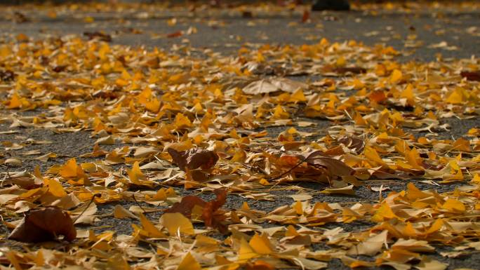 秋天，车轮碾过落叶