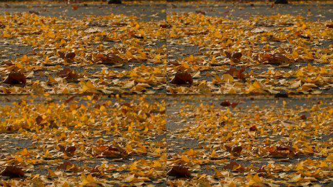 秋天，车轮碾过落叶