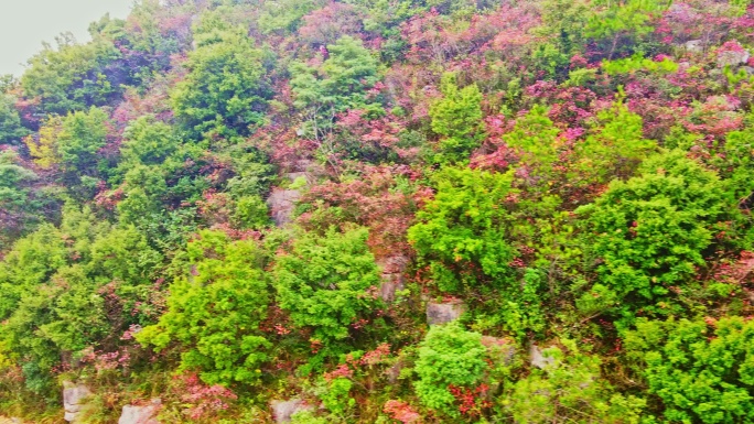 三峡红叶