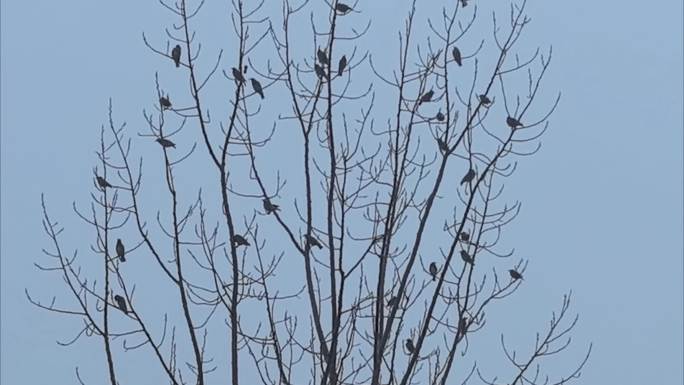 鸟飞鸟树上的鸟