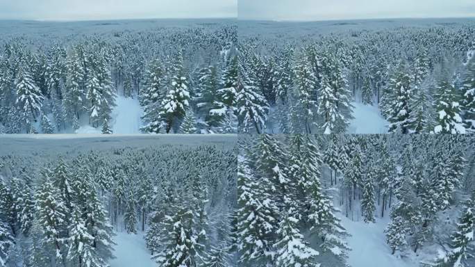 森林中被雪覆盖的树木的空中透视