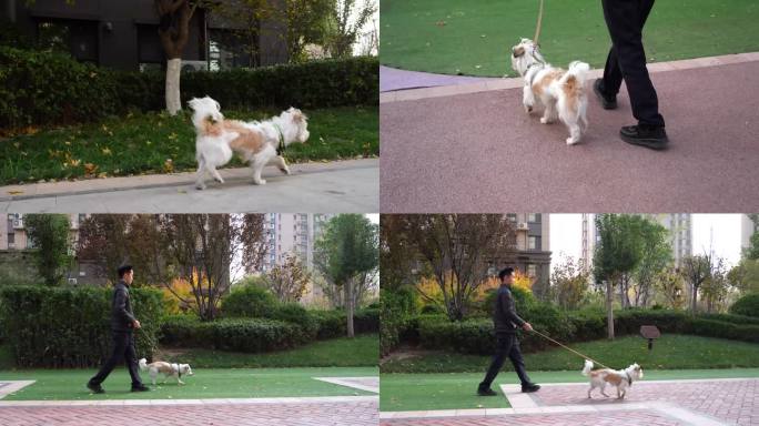 文明养犬遛狗栓绳