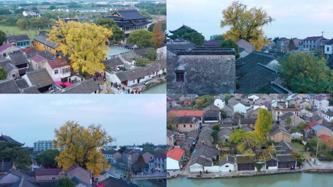 苏州相城区太平老街秋天银杏风景航拍