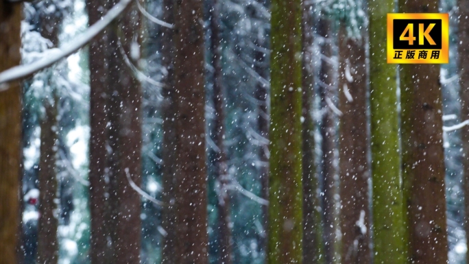 森林下雪雪景雪大雪纷飞冬天森林下雪