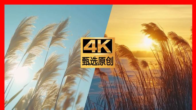 芦苇 芦苇荡 芦苇丛 夕阳