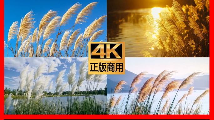 芦苇 芦苇荡 芦苇丛 夕阳