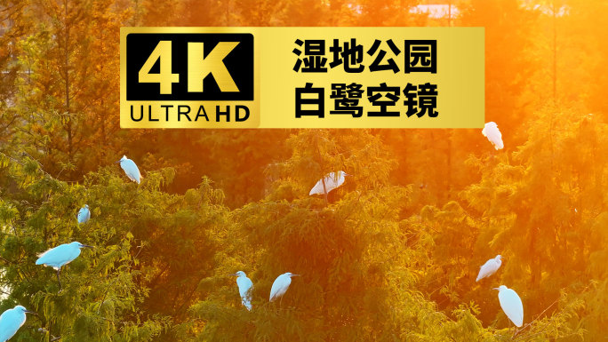 4k长沙大泽湖近自然湿地公园白鹭航拍