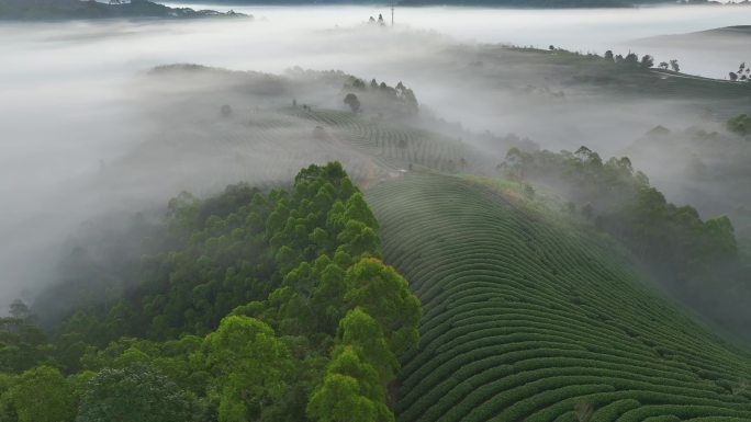 航拍茶山