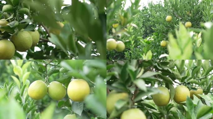 新平嘎洒冰糖橙视频