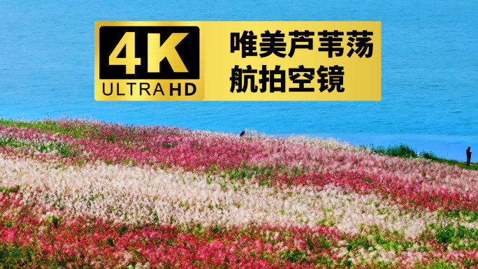 4k湘江江岸唯美粉色芦苇荡航拍空镜