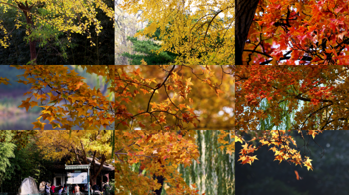 秋天落叶秋分金秋深秋秋天秋色秋叶秋意浓