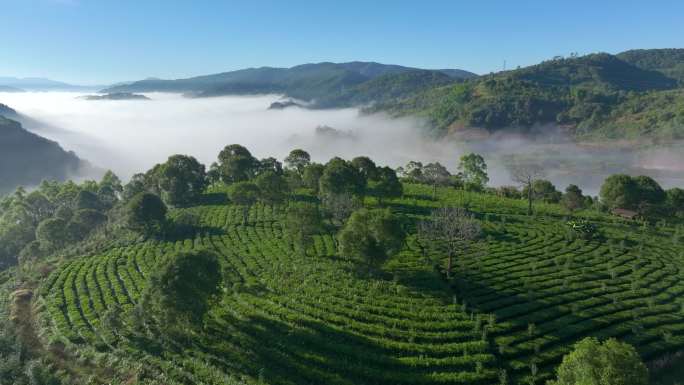 航拍茶山