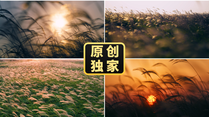 芦苇唯美夕阳芦苇荡草丛秋天伤感意境风吹草
