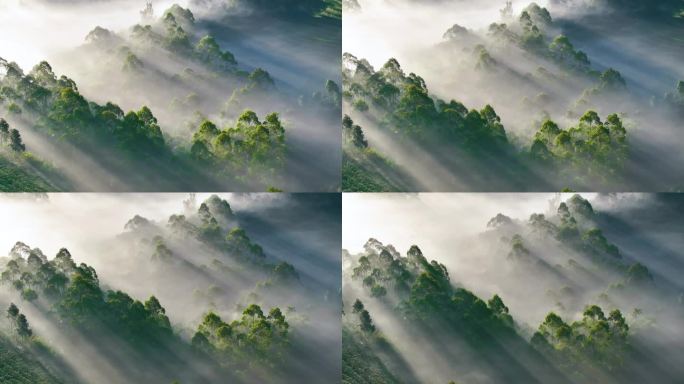 云雾森林
