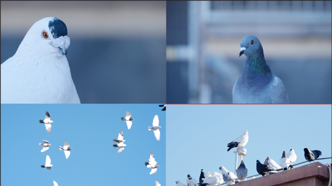 飞翔的鸽子蓝天翱翔