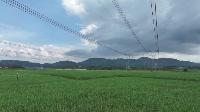 电网在甘蔗林上穿过