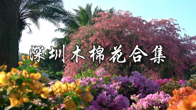 深圳莲花山公园木棉花合集