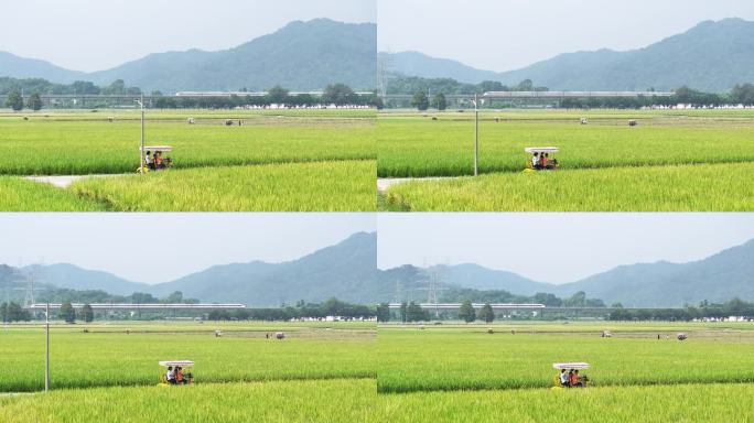 中国广东省中山市南朗街道崖口稻田