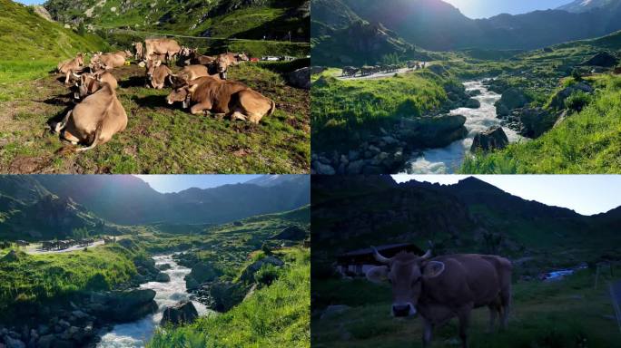 牛黄牛养殖水牛肉牛绿色农场牧场原生态养殖