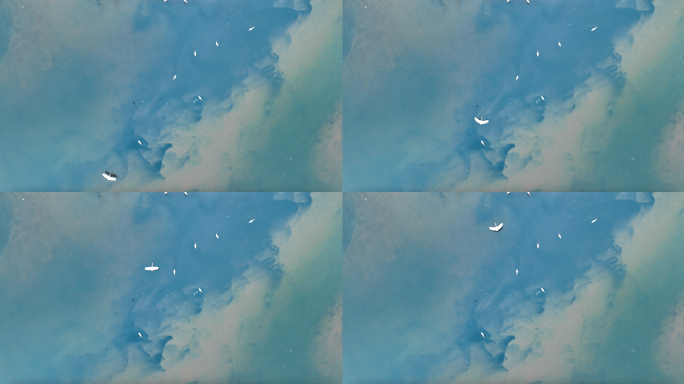 唯美湿地白鹭飞翔升格慢镜头