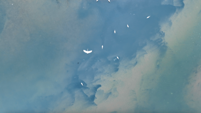 唯美湿地白鹭飞翔升格慢镜头