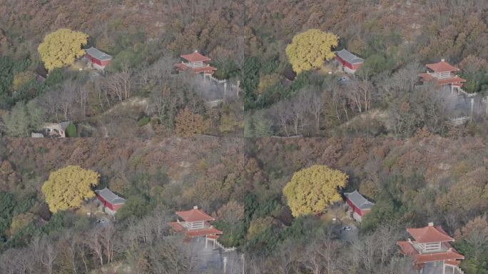 航拍山东省荣成市伟德山圣水观千年银杏秋景