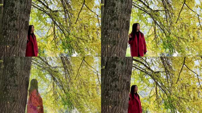 重庆南川：千年古银杏美如画