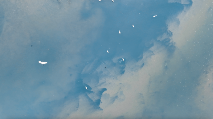 沼泽 湿地 白鹭 翱翔