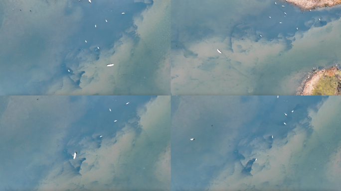 沼泽 湿地 白鹭 翱翔
