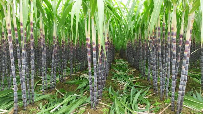 黑皮果蔗甘蔗林4k航拍