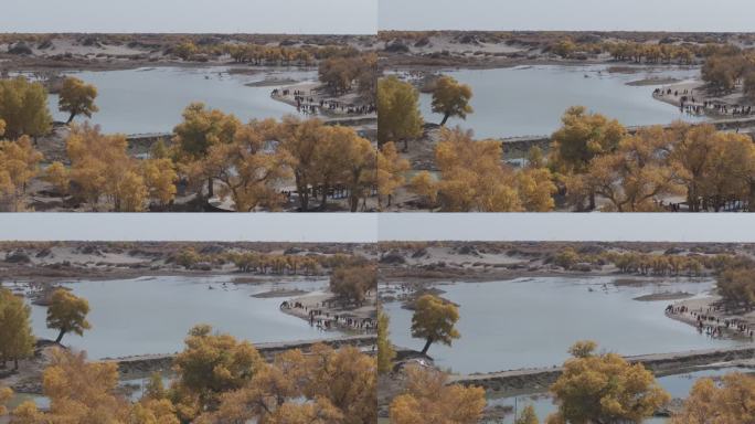 胡杨林 沙湖 旅游 湖水 景