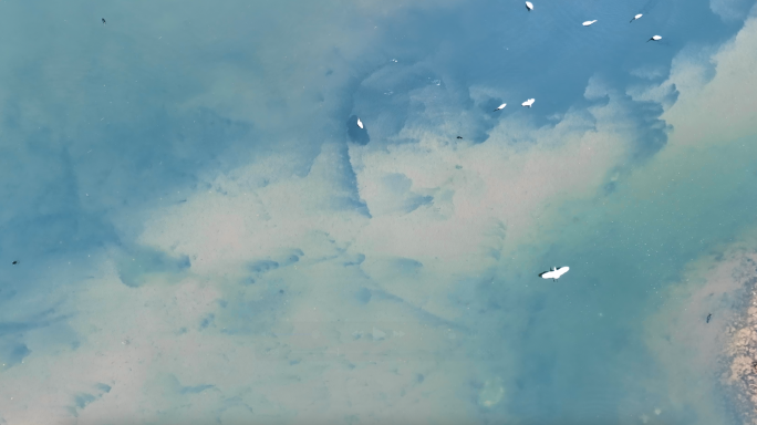 沼泽地白鹭翱翔慢镜头