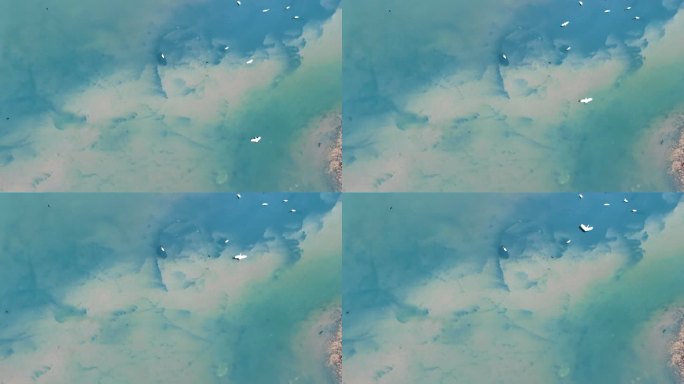 沼泽地白鹭翱翔慢镜头